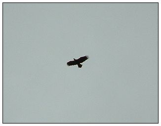 Bald Eagle